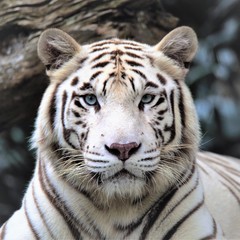 White Tiger