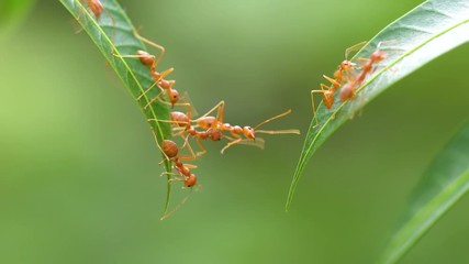 Ant action standing.Ant bridge unity team