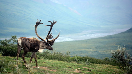 Naklejka premium Denali, Alaska / United States - July 17, 2019: Male caribou in Denali National Park & Preserve.
