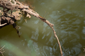 A dragonfly perched on a branch
