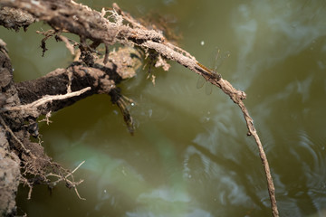 A dragonfly perched on a branch
