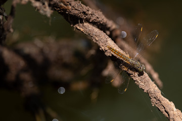 A dragonfly perched on a branch