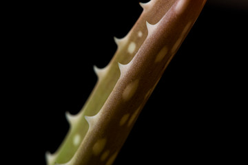 Green aloe vera spiky branch plant close up still on a black background