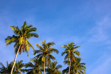 Fluffy palm tree on blue sky background. Idyllic tropical nature photo. Green palm leaf on wind. Idyllic tropical island
