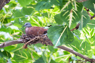 Birds by the stream and on the tree