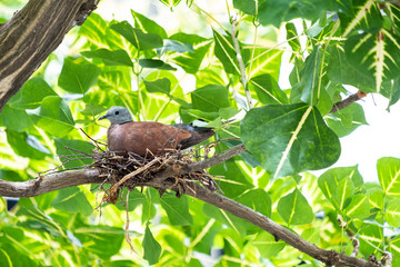 Birds by the stream and on the tree