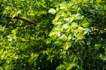 Natural scenery mountains and forests