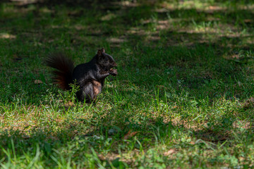 Black squirrel eating a nut