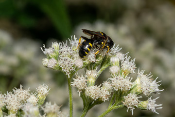 Insect standing on a white flower