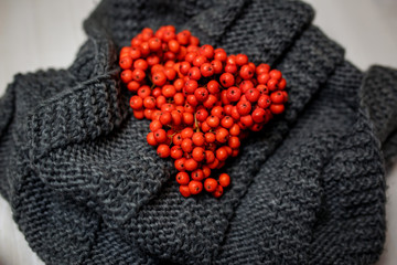 Red colorful rowanberry on the white wooden background. Mountain ash on the knitted scarf. Autumn vitamins. Knitted wrap scarf on the white wooden background. Autumn warmth.