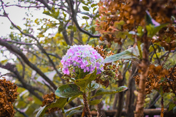 Beautiful purple flower in tropical forest