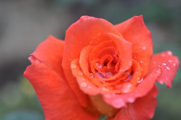 red rose with water drops