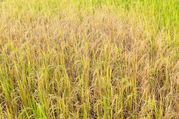 Paddy rice in field in rainy season.