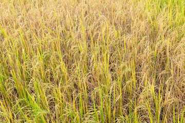 Paddy rice in field in rainy season.