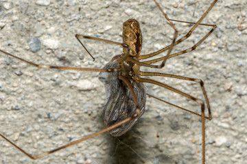 spider with prey