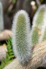 Obraz premium close up of a cactus