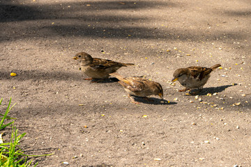 Small brown birds eating 