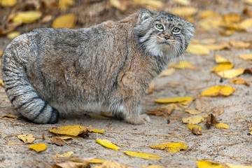Pallas's cat (Otocolobus manul). Manul is living in the grasslands and montane steppes of Central Asia. Portrait of cute furry adult manul on the sand. Instinct to hunt © Igor