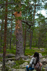 Fototapeta premium Bosque