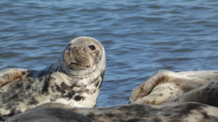 Grey Seal with beautiful markings wakes up to enjoy the hot summer day in England