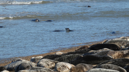 Grey Seals enjoying the heat of the day in England