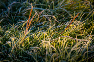 Naklejka na ściany i meble Green grass leaves with white hoarfrost sun and light in the morning, in the field and misty morning. Abstract nature background Concepts: autumn, frozen, fresh, bright morning