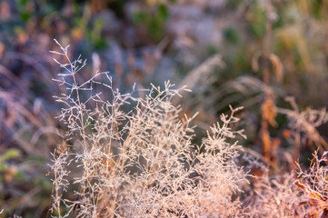 Grass leaves white whitened by frost sun light in the morning, in the field and misty morning. Abstract nature background with bokeh Concepts: autumn, frozen, fresh, bright morning, hoarfrost
