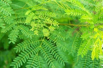 Tropical green palm closeup leaves background.