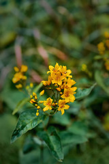 Beautiful yellow flowers close-up on green stems. Photo of flowers with shallow depth of field.