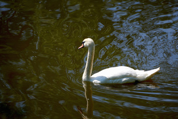 A white swan floats on a lake on a summer day. Wildlife, waterfowl.