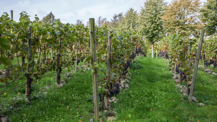 Grapes to harvest