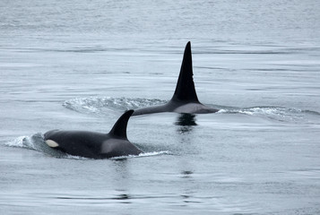 Orcas in freier Wildbahn vor Galiano Island, Kanada. Von Land  aus fotografiert