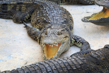 crocodile farm