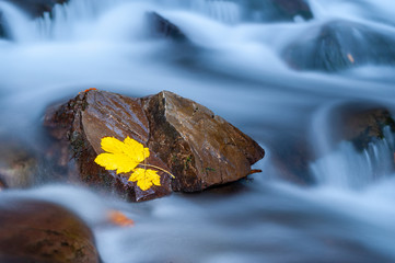 Fototapeta na wymiar Yellow leaf on a stone in near of a waterfall