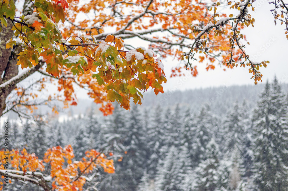 Poster First snow in the forest in the mountains