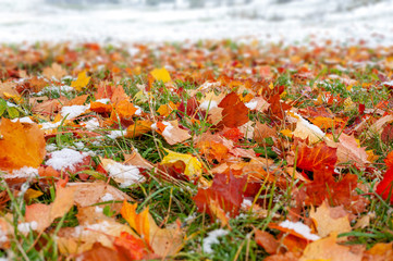 Close up autumn leaf with snow in the forest