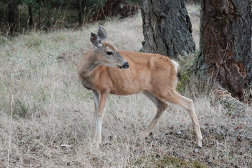 Reh in freier Wildbahn, fotografiert im Wald in Kanada