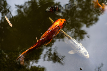Bright red orange koi fish in koi pond