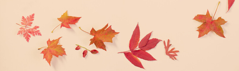 red autumn leaves on white background