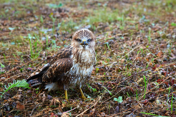 close-up portrait of a bird of prey nestling in its natural habitat, camouflage protective coloring of the bird merges with the background and makes the bird invisible.