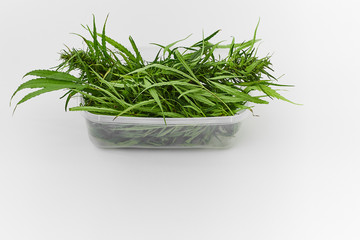Lots of green leaves and cannabis herb marijuana in a plastic container isolated on white background.