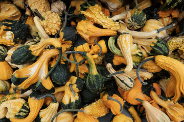 Große Auswahl bunter Zierkürbisse. Herbsternte