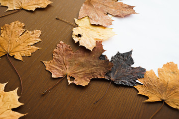 Naklejka na ściany i meble Dried dry maple leaves on wooden background. Autumn background, fall, thanksgiving day concept. Flat lay, top view with copy space.