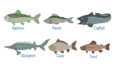 Collection of Fish Species with Name Subscription, Salmon, Perch, Catfish, Sturgeon, Carp, Trout Vector Illustration