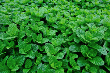 Green mint plants grow at vegetable garden