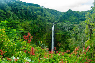 Flowers in front of Akaka Falls
