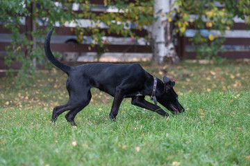 Cute homeless puppy is sniffing traces in the autumn park.