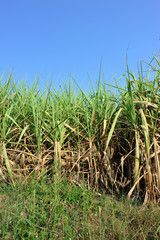 Sugarcane plants growing at field