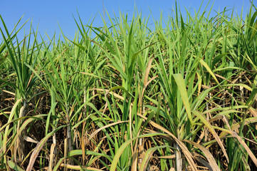 Sugarcane plants growing at field