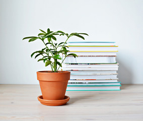 Schefflera green house plant in terracotta pot and stack of books on wooden desk